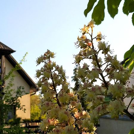 Dom Pod Kasztanami Lägenhet Kazimierz Dolny Exteriör bild