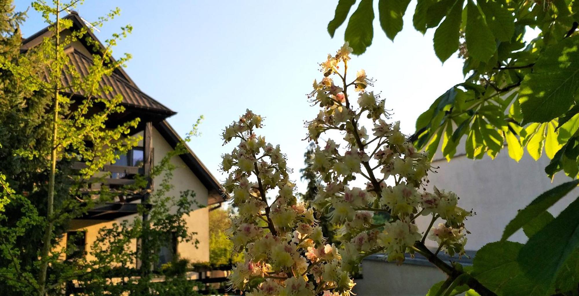 Dom Pod Kasztanami Lägenhet Kazimierz Dolny Exteriör bild